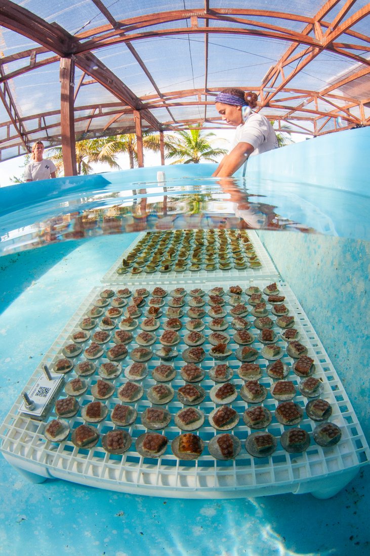 Coral Vita land-based coral farm tanks