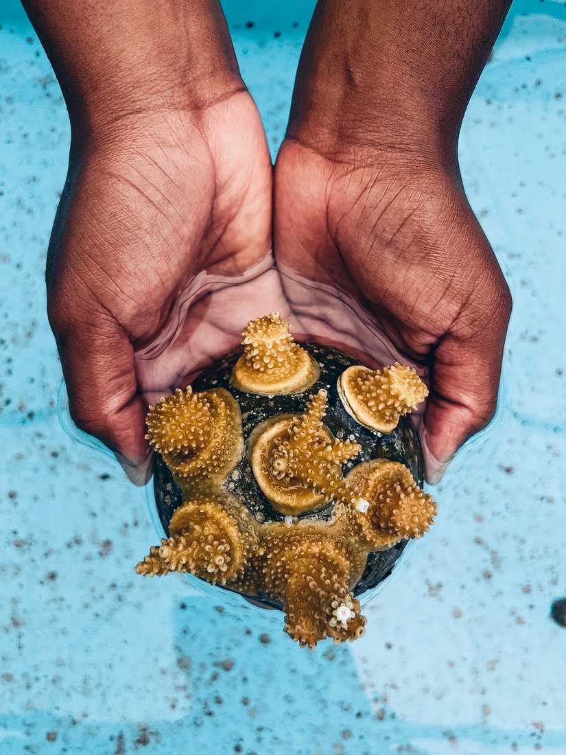 Hands holding a coral cluster grown at the farm