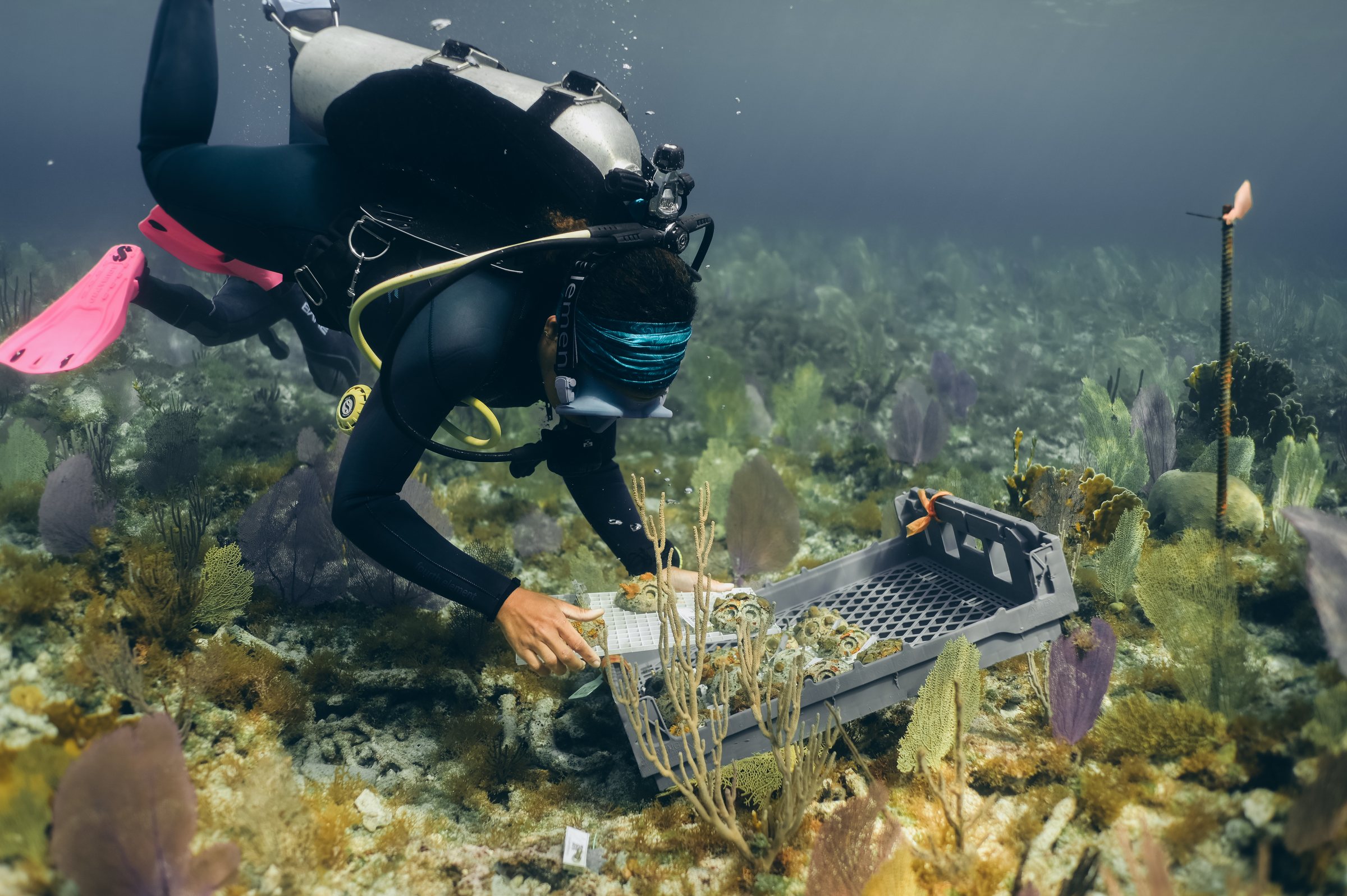 A Coral Vita diver outplanting coral on the reef