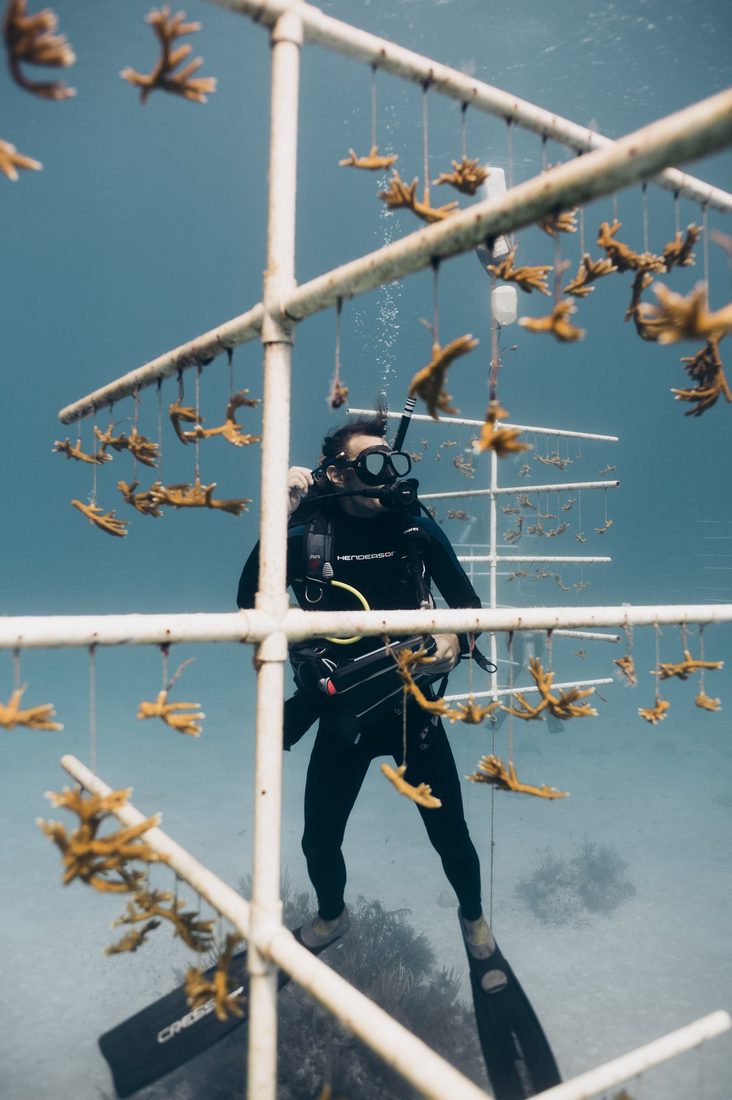 Diver tending an underwater coral nursery