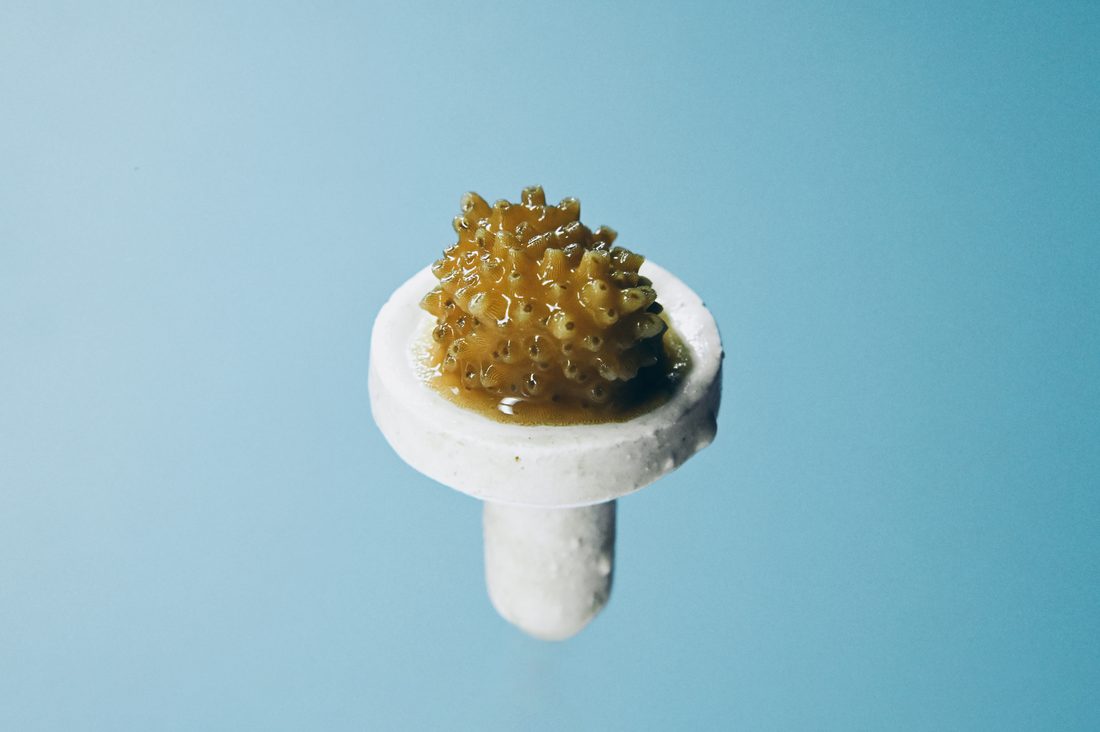 Coral fragment on a reef plug