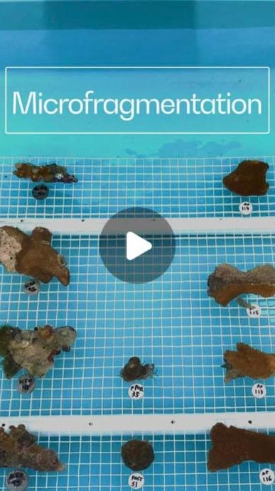 Coral Vita Instagram reel, 2M views